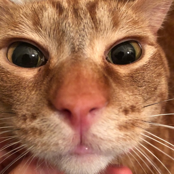 Meet your Posher, Michelle - Picture 1 of 1